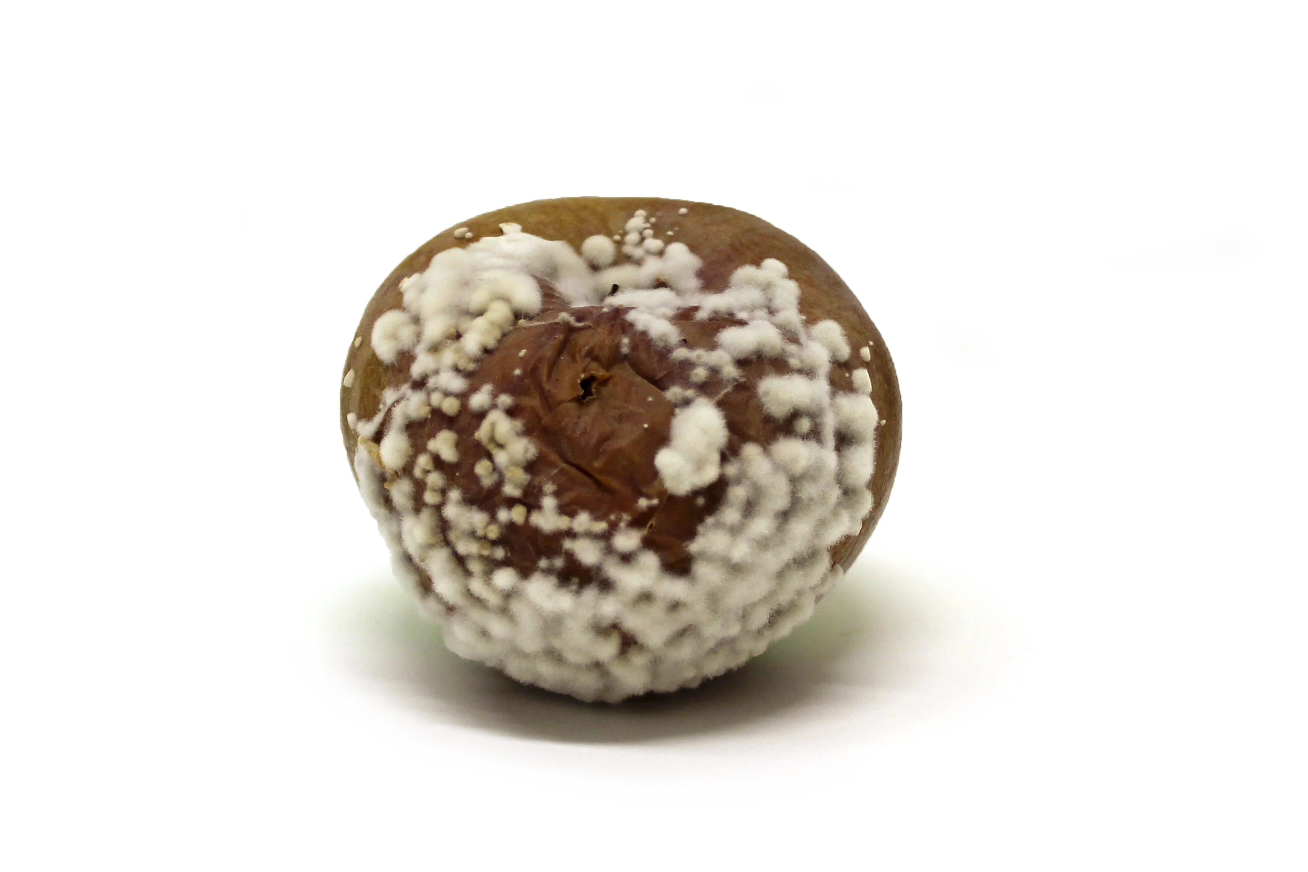 Schimmelpilz auf Apfel